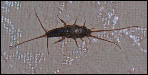 Ctenolepisma lineata